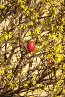 Forsythia with Easter egg, March, Germany, Europe