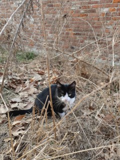 Bicolor black and white cat in the wilderness