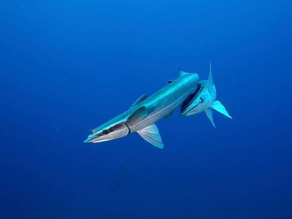 Two ship mounts (Echeneidae), monochrome blue background, detachable, dive site Lemon Drop, Riviera