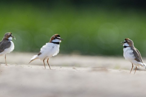 Slender-billed plover (Anarhynchus collaris) Pantanal Brazil