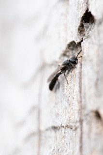 Potter's digger wasp (Trypoxylon figulus), in front of its nesting tunnel in dead wood, Harz