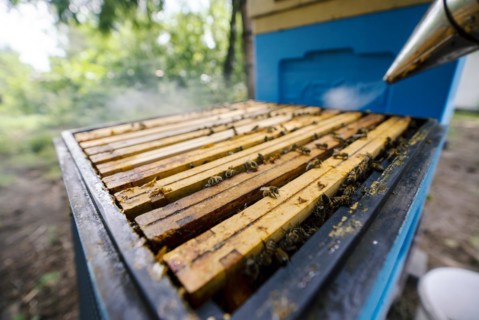 Fantastic beehive producing honey, nature, man and bee, sweet honey, honeycomb, nectar, beekeeping,