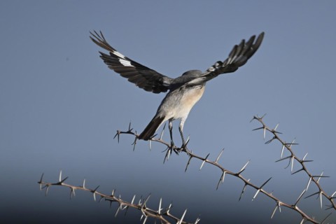 Lesser grey shrike (Lanius minor), Madikwe Game Reserve, North West Province, South Africa, RSA,