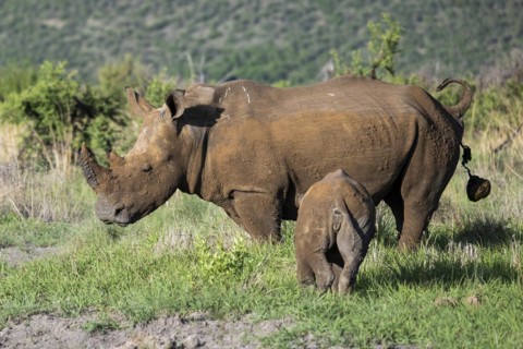 White rhinoceros (Ceratotherium simum) cow with baby, Madikwe Game Reserve, North West Province,