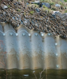 Masses of chinese mitten crab (Eriocheir sinensis), invasive species, neozoon, crabs, juveniles,