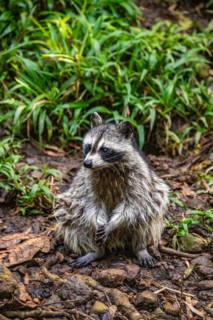 Raccoon in natural environment, close-up, portrait of the animal on Guadeloupe au Parc des