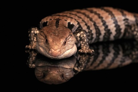 Indonesian blue-tongued skink (Tiliqua gigas), adult, captive, Indonesia, Asia