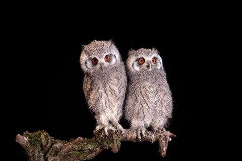 Southern white-faced owl (Ptilopsis granti), juvenile, two juveniles, siblings, at night, on guard,