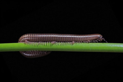 Millipedes (Diplopoda), adult, on plant stems, at night, Great Britain