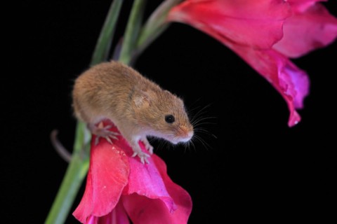 Eurasian harvest mouse (Micromys minutus), adult, on plant stem, flowering, foraging, at night,