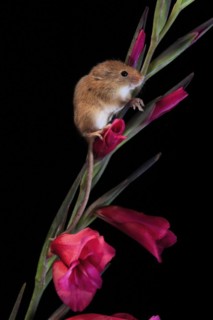 Eurasian harvest mouse (Micromys minutus), adult, on plant stem, flowering, foraging, at night,