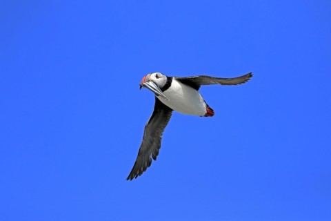 Puffin (Fratercula arctica), adult, flying, with sand eels, with food, Faroe Islands, England,