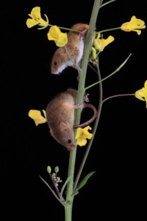Eurasian harvest mouse (Micromys minutus), adult, two, pair, on plant stem, flowering, foraging, at