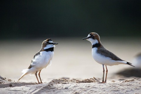 Slender-billed plover (Anarhynchus collaris) Pantanal Brazil