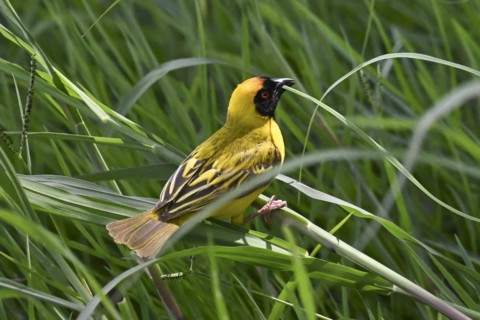 Southern masked weaver (Ploceus velatus) collecting nesting material, Madikwe Game Reserve, North