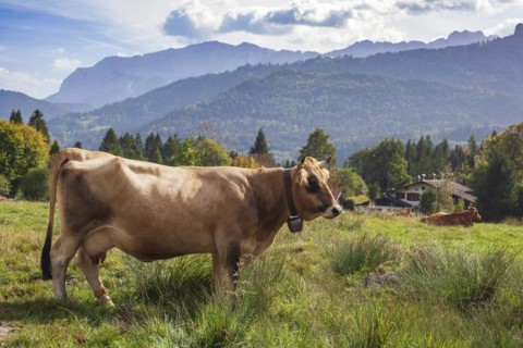 Wetterstein mountains with cows and pond in autumn, hiking trail Kramerplateauweg,
