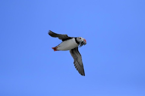Puffin (Fratercula arctica), adult, flying, with sand eels, with food, Faroe Islands, England,