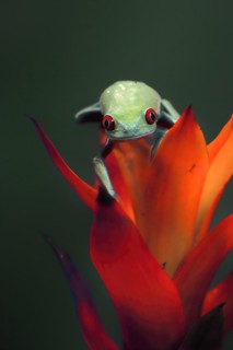 Red-eyed tree frog (Agalychnis callidryas), adult, on bromeliad, captive, Central America