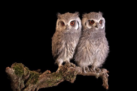 Southern white-faced owl (Ptilopsis granti), juvenile, two juveniles, siblings, at night, on guard,