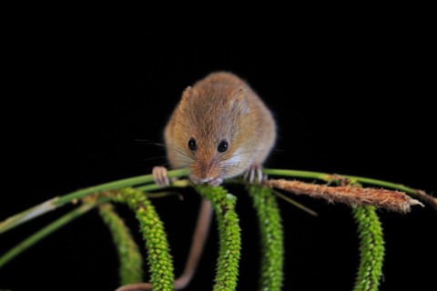 Eurasian harvest mouse (Micromys minutus), adult, on plant stalks, ears of corn, foraging, at