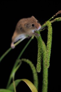 Eurasian harvest mouse (Micromys minutus), adult, on plant stalks, ears of corn, foraging, at