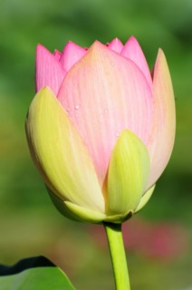 A pink-yellow lotus (Nelumbo), with water droplets on the petals in the greenery, Stuttgart,