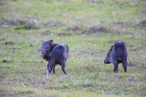 Collared peccary (Tayassu tajacu) Pantanal Brazil