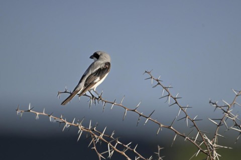Lesser grey shrike (Lanius minor), Madikwe Game Reserve, North West Province, South Africa, RSA,
