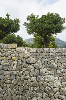 Citrus plantation and old stone wall, Fornalutx, Serra de Tramuntana, Majorca, Balearic Islands,