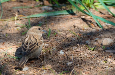 House sparrow (Passer domesticus) or sparrow or house sparrow, female with brown-grey feathers,