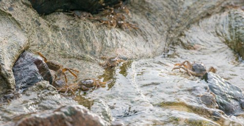Many chinese mitten crab (Eriocheir sinensis), invasive species, neozoon, crabs, juveniles move