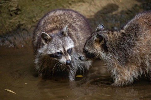Raccoon in natural environment, close-up, portrait of the animal on Guadeloupe au Parc des