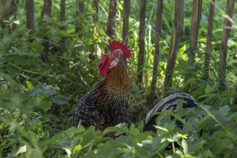 Crowing cock (Gallus) in the undergrowth, Mecklenburg-Western Pomerania, Germany, Europe
