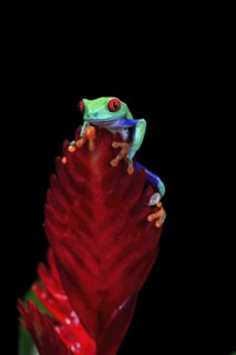 Red-eyed tree frog (Agalychnis callidryas), adult, on bromeliad, captive, Central America