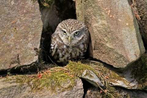 Little owl (Athene noctua), (Tyto alba), adult, at breeding den, alert, portrait, Lowick,