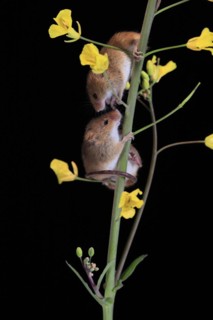 Eurasian harvest mouse (Micromys minutus), adult, two, pair, on plant stem, flowering, foraging, at