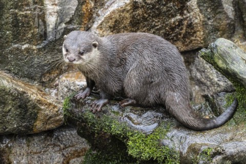 Dwarf otter, Asian oriental small-clawed otter (Aonyx cinerea), Heidelberg Zoo, Baden-Wuerttemberg,
