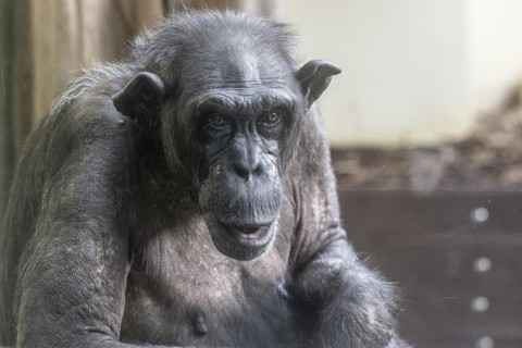 Old chimpanzee (Pan troglodytes), portrait, Heidelberg Zoo, Baden-Wuerttemberg, Germany, Europe