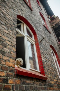 Cute hairy dog sticking out of the window in brick tenant house in Nikiszowiec, Katowice, southern