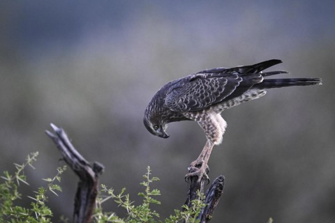 Silver Singing Goshawk, also known as pale chanting goshawk (Melierax canorus) juvenile, Madikwe