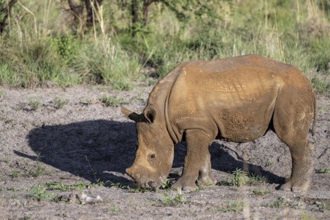 White rhinoceros (Ceratotherium simum) juvenile approx. 1 year old, Madikwe Game Reserve, North