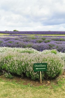 Sign with inscription distillery, lavender (Lavandula), blue and white, lavender field on a farm,
