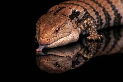 Indonesian blue-tongued skink (Tiliqua gigas), adult, portrait, on tree, captive, tongues,