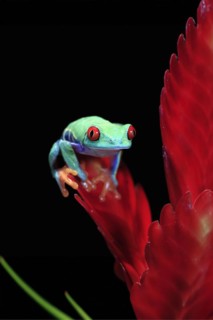 Red-eyed tree frog (Agalychnis callidryas), adult, on bromeliad, captive, Central America