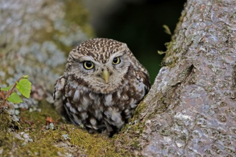 Little owl (Athene noctua), (Tyto alba), adult, on tree trunk, alert, portrait, Lowick,