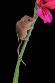 Eurasian harvest mouse (Micromys minutus), adult, on plant stem, flowering, foraging, at night,