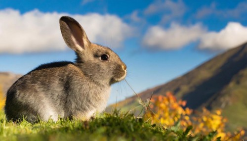 KI generated, A colourful dwarf rabbit in a meadow in autumn, side view, (Brachylagus idahoensis)