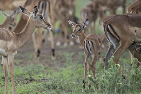 Black Heeler Antelope or Impala (Aepyceros melampus) herd with young, nursery, Madikwe Game