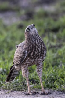 Silver Singing Goshawk, also known as pale chanting goshawk (Melierax canorus) juvenile, Madikwe