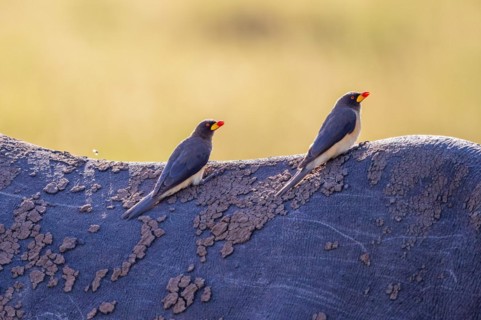 Yellow-billed oxpecker (Buphagus africanus) sitting on the back on a Black rhinoceros (Diceros